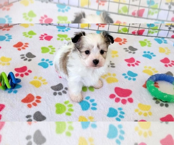 Medium Photo #6 Papitese Puppy For Sale in ORO VALLEY, AZ, USA