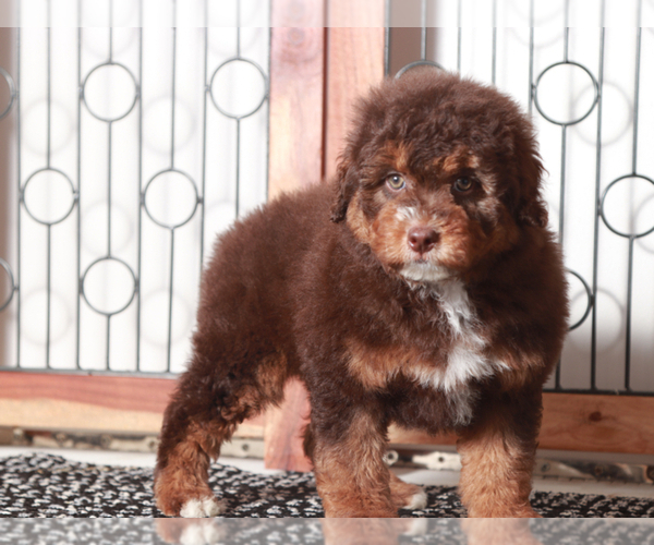Medium Photo #3 F2 Aussiedoodle Puppy For Sale in NAPLES, FL, USA