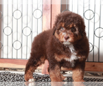 Small #2 F2 Aussiedoodle