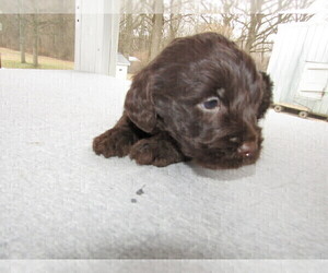 Labradoodle Puppy for sale in ADRIAN, MI, USA