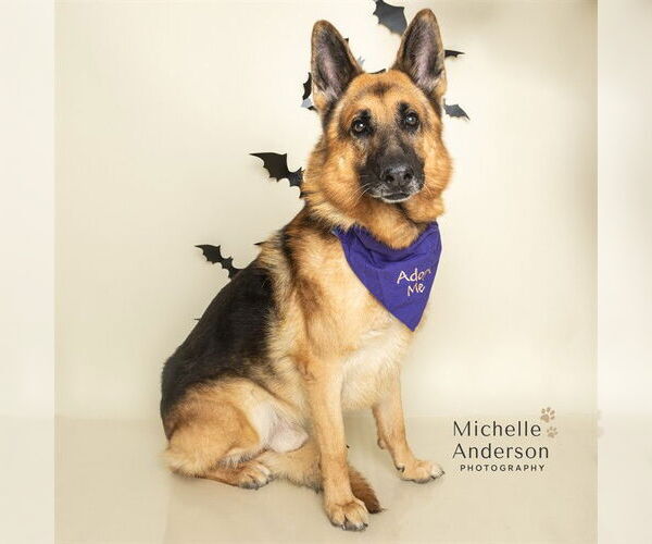 Medium Photo #3 German Shepherd Dog Puppy For Sale in Corona, CA, USA