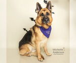 Small #2 German Shepherd Dog