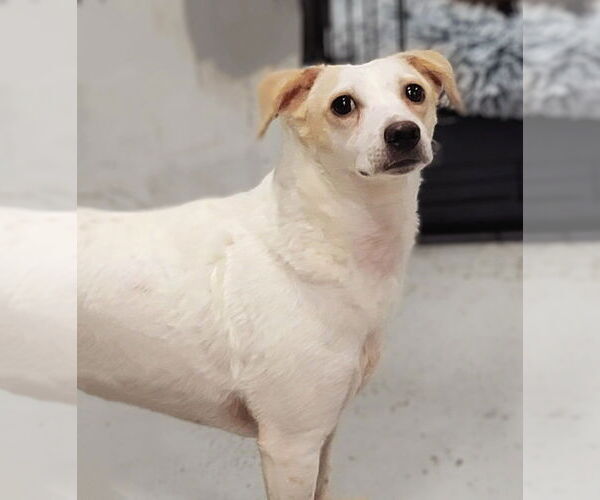 Medium Photo #7 Jack Russell Terrier-Unknown Mix Puppy For Sale in Studio City, CA, USA