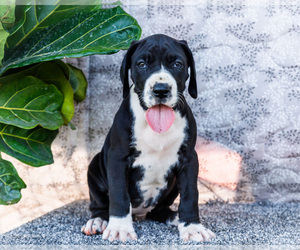 Medium Great Dane