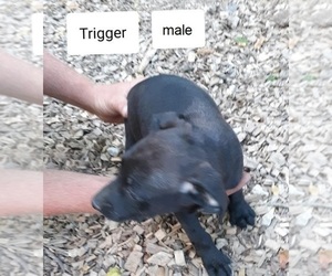 Mountain Cur Puppy for sale in HOPKINSVILLE, KY, USA