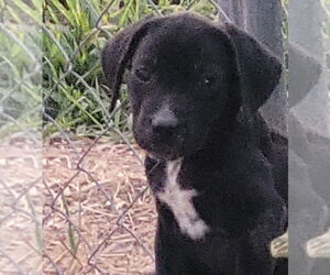 Labrador Retriever-Unknown Mix Dogs for adoption in Bolivar, MO, USA