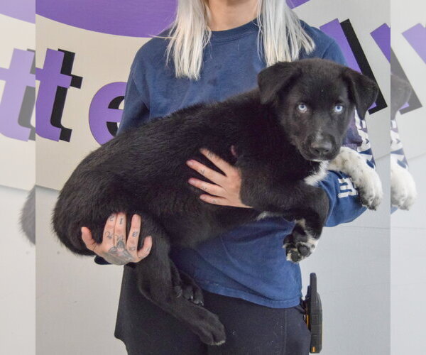 Medium Photo #2 Gerberian Shepsky Puppy For Sale in Huntley, IL, USA