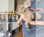 Small Photo #8 American Bully Puppy For Sale in GETTYSBURG, PA, USA