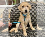 Small Mutt