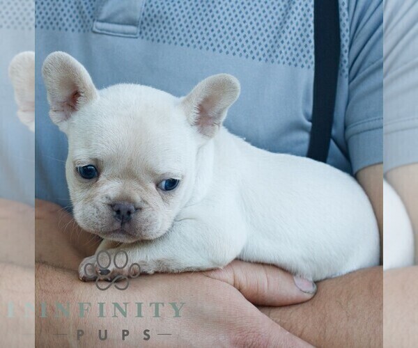 Medium Photo #3 French Bulldog Puppy For Sale in NARVON, PA, USA