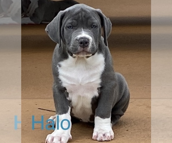 Medium Photo #4 American Bully Puppy For Sale in INVERNESS, FL, USA