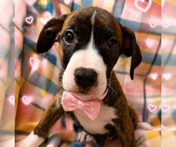 Medium Photo #1 Boxer-Unknown Mix Puppy For Sale in Sterling, MA, USA