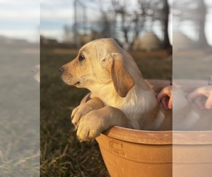 Labrador Retriever Puppy for sale in BRIDGEWATER, VA, USA