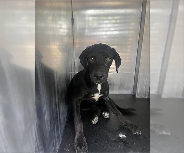 Medium Photo #1 Labrador Retriever-Unknown Mix Puppy For Sale in San Antonio, TX, USA
