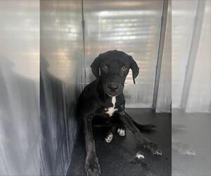 Medium Labrador Retriever Mix