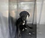 Small Labrador Retriever Mix