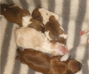 Morkie-Yorkshire Terrier Mix Puppy for sale in WOBURN, MA, USA