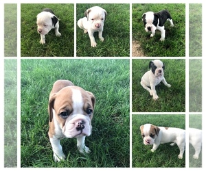 English Bulldog-Olde English Bulldogge Mix Puppy for sale in NORFOLK, NE, USA