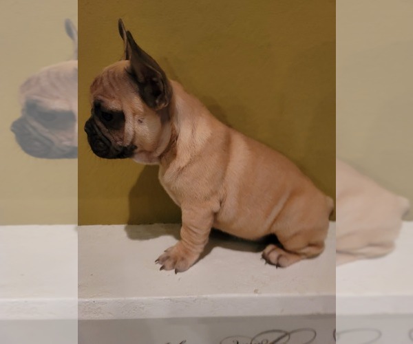 Medium Photo #1 French Bulldog Puppy For Sale in FRESNO, CA, USA