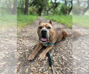 Mutt Dogs for adoption in Santa Barbara, CA, USA