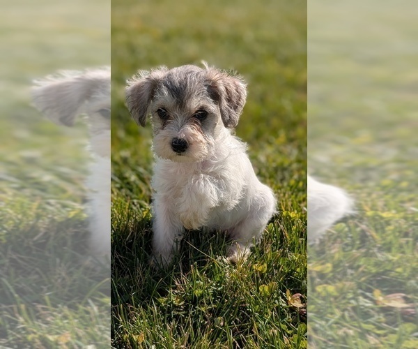 Medium Photo #43 Schnoodle (Miniature) Puppy For Sale in GOSHEN, IN, USA