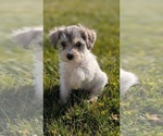 Small Photo #43 Schnoodle (Miniature) Puppy For Sale in GOSHEN, IN, USA