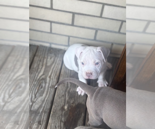 Medium Photo #13 American Bully Puppy For Sale in GLASSPORT, PA, USA