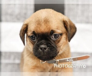 Jug-Pug Mix Puppy for sale in LIBERTY, KY, USA