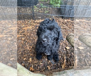 Springerdoodle Puppy for sale in NORTHBORO, MA, USA