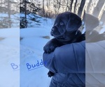 Small Photo #3 Labrador Retriever Puppy For Sale in LUBLIN, WI, USA