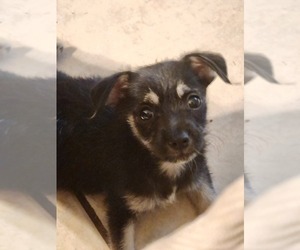 Wapoo Puppy for sale in PHOENIX, AZ, USA