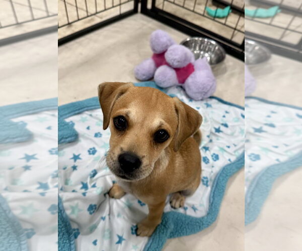 Medium Photo #5 Black Mouth Cur-Dachshund Mix Puppy For Sale in Royal Palm Beach, FL, USA