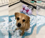 Small #4 Black Mouth Cur-Dachshund Mix