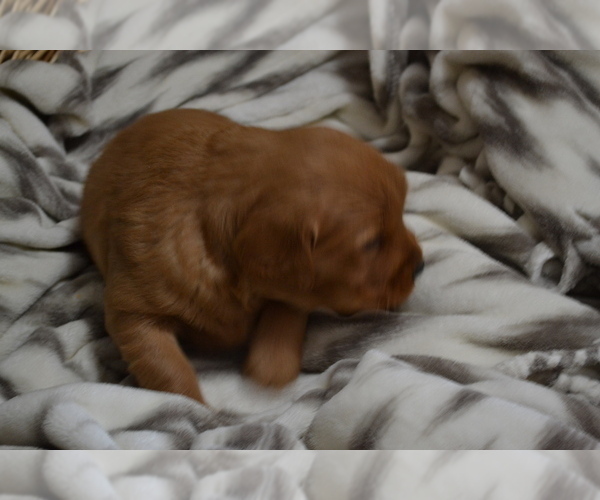 Medium Photo #2 Golden Retriever Puppy For Sale in GREENWOOD, WI, USA