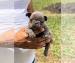 Image preview for Ad Listing. Nickname: Blue