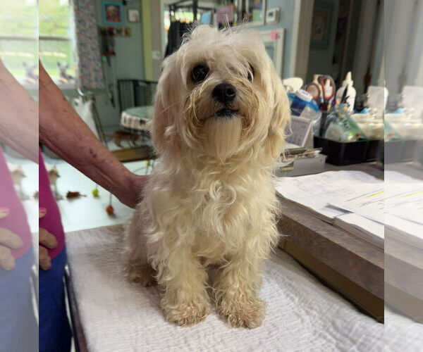 Medium Photo #1 Maltese Puppy For Sale in Benton, LA, USA