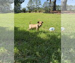 Small #4 American Staffordshire Terrier Mix