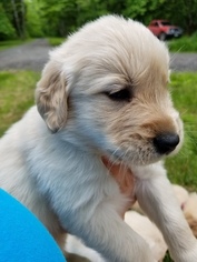Golden Retriever Puppy for sale in MIDDLEBURG, VA, USA