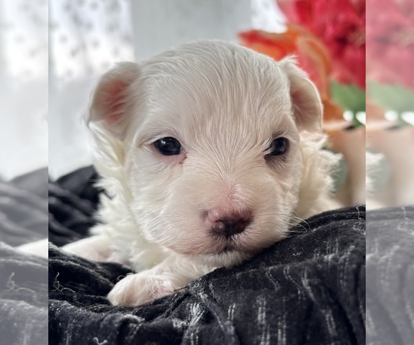 Medium Photo #11 Morkie Puppy For Sale in ROCK STREAM, NY, USA
