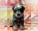 Small Photo #6 Australian Cattle Dog Puppy For Sale in YUCAIPA, CA, USA