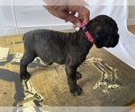 Small #5 Cane Corso