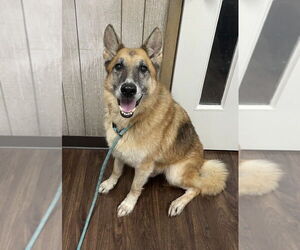 German Shepherd Dog Dogs for adoption in garner, NC, USA