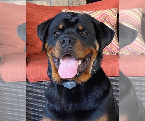 Medium Photo #1 Rottweiler Puppy For Sale in SAINT AUGUSTINE, FL, USA