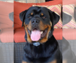 Small Photo #1 Rottweiler Puppy For Sale in SAINT AUGUSTINE, FL, USA