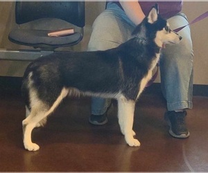 Mother of the Siberian Husky puppies born on 03/26/2025