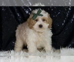 Small #2 Maltipoo