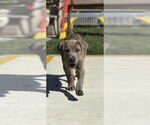Small #1 American Pit Bull Terrier-American Staffordshire Terrier Mix