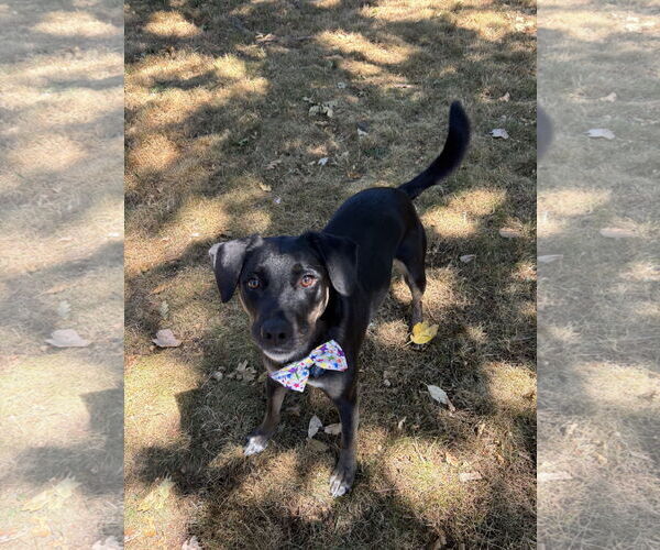 Medium Photo #3 Labrador Retriever-Unknown Mix Puppy For Sale in Bellevue, WA, USA