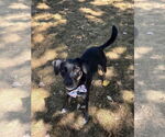 Small #2 Labrador Retriever Mix