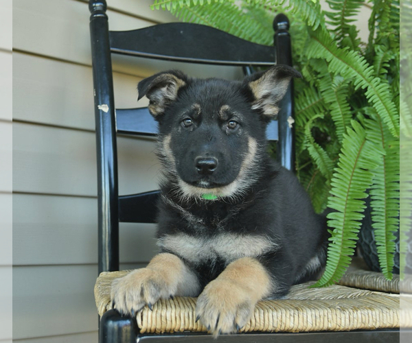 Medium Photo #3 German Shepherd Dog Puppy For Sale in DAVENPORT, FL, USA